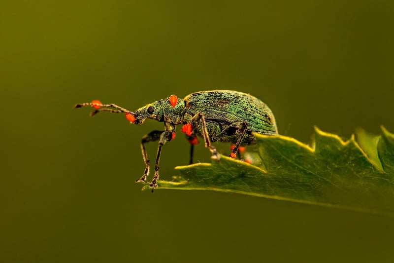 Identifying Common Pests